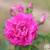 Hansa>Heirloom Roses