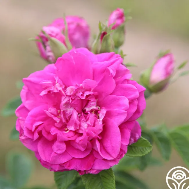 Hansa>Heirloom Roses