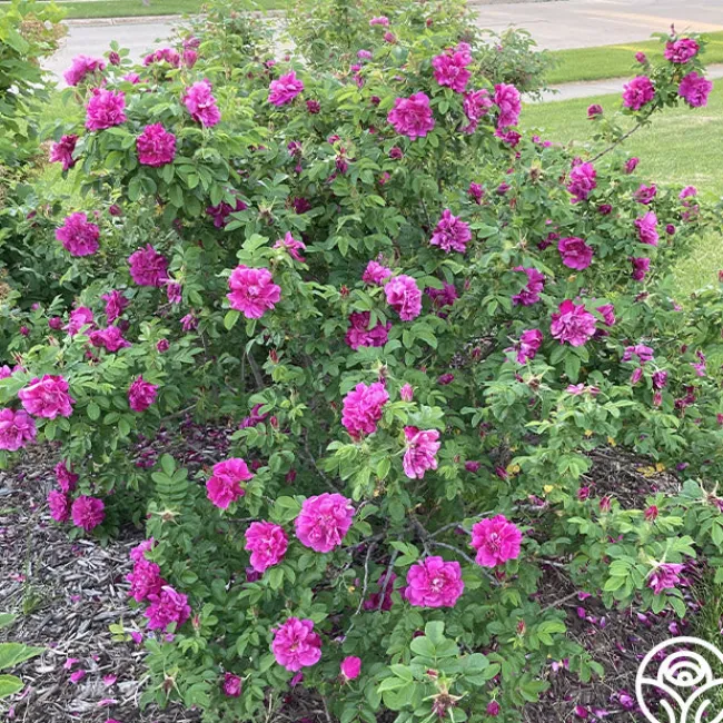 Hansa>Heirloom Roses