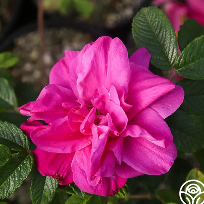 Hansa>Heirloom Roses