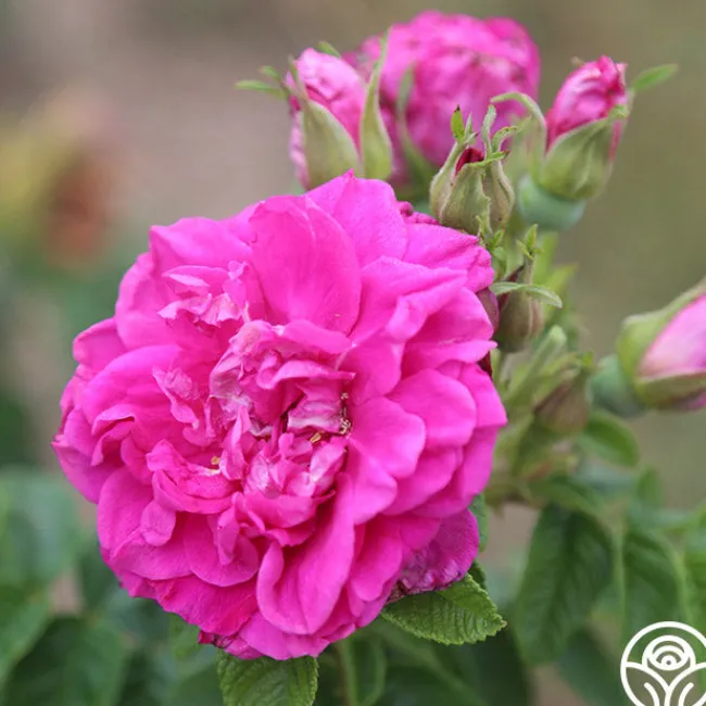 Hansa>Heirloom Roses