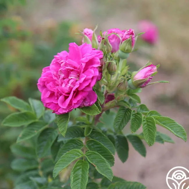 Hansa>Heirloom Roses