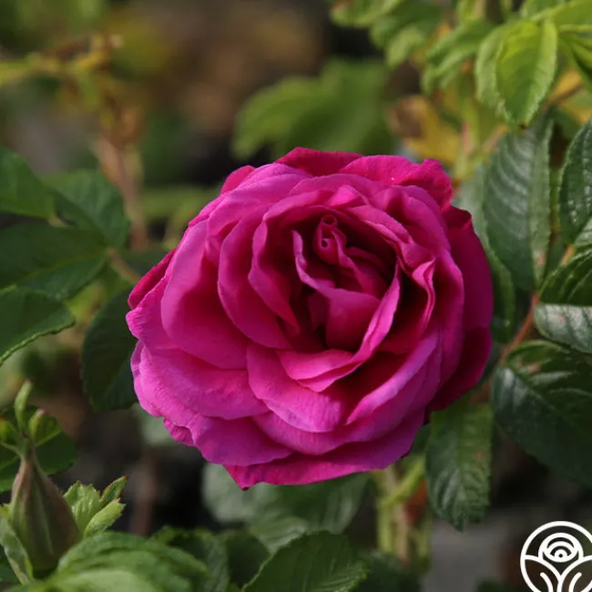 Hansa>Heirloom Roses