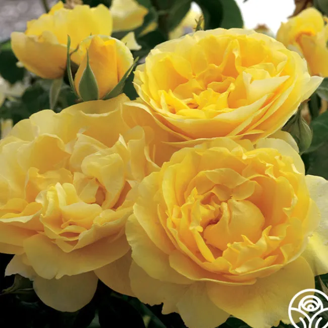 Happy Go Lucky™>Heirloom Roses