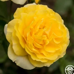 Happy Go Lucky™><noscript><img width=