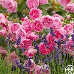 Harlow Carr™>Heirloom Roses Outlet