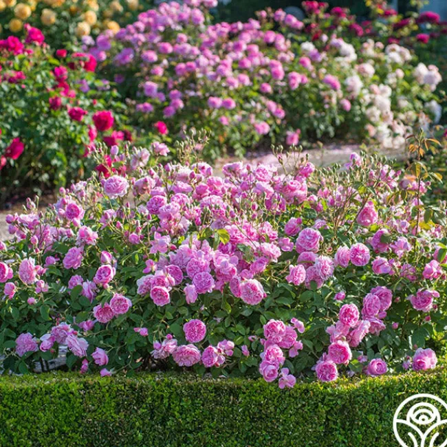 Harlow Carr™>Heirloom Roses Outlet