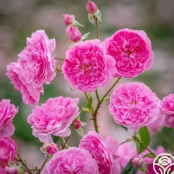 Harlow Carr™><noscript><img width=