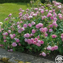 Harlow Carr™><noscript><img width=