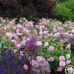 Harlow Carr™><noscript><img width=