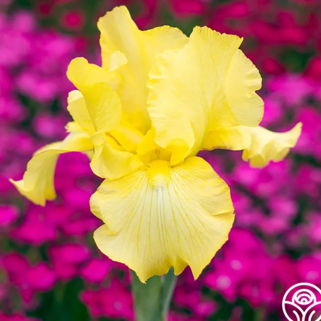 Harvest of Memories>Heirloom Roses Online
