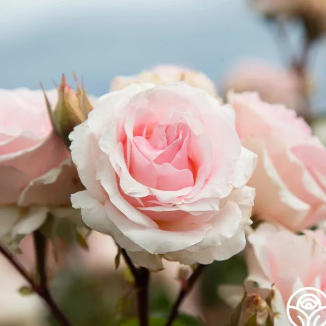 Hawkeye Belle>Heirloom Roses New