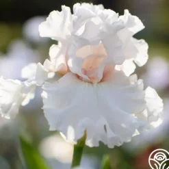 Head Over Heels>Heirloom Roses Clearance