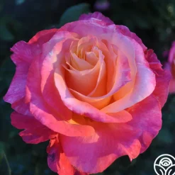 Heart O' Gold™><noscript><img width=