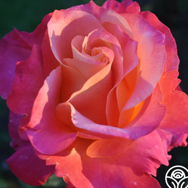 Heart O' Gold™>Heirloom Roses Discount