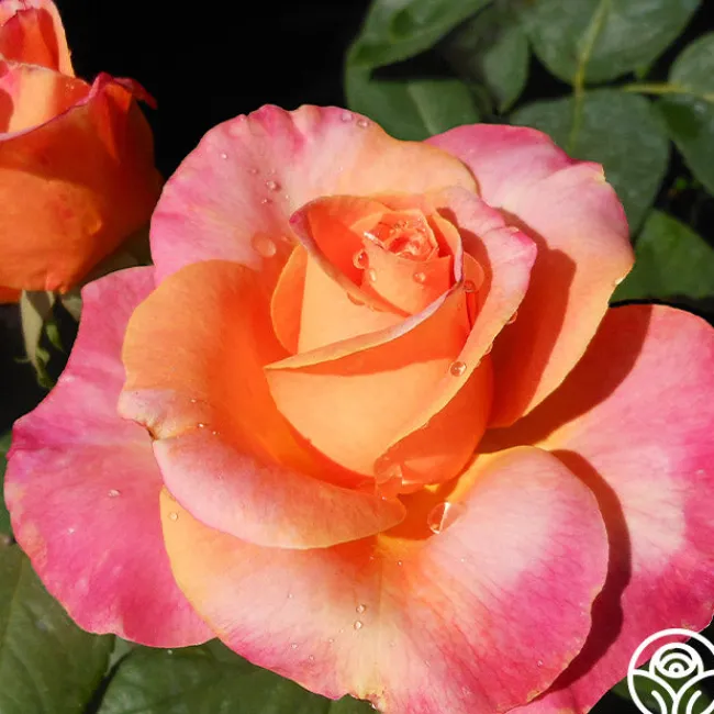 Heart O' Gold™>Heirloom Roses Discount