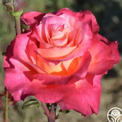 Heart O' Gold™><noscript><img width=