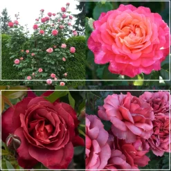 Heat-Tolerant Collection>Heirloom Roses Discount