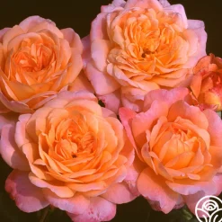 Heat-Tolerant Collection>Heirloom Roses Discount