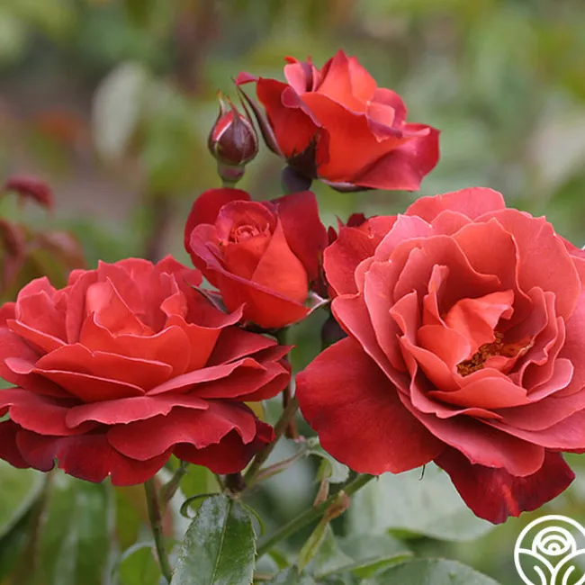 Heat-Tolerant Collection>Heirloom Roses Discount