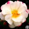Hebe's Lip>Heirloom Roses Online