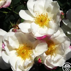 Hebe's Lip>Heirloom Roses Online