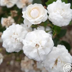 Heinrich Blanc>Heirloom Roses Online