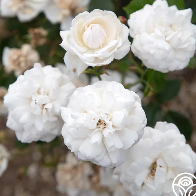Heinrich Blanc>Heirloom Roses Online