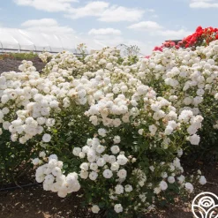 Heinrich Blanc>Heirloom Roses Online
