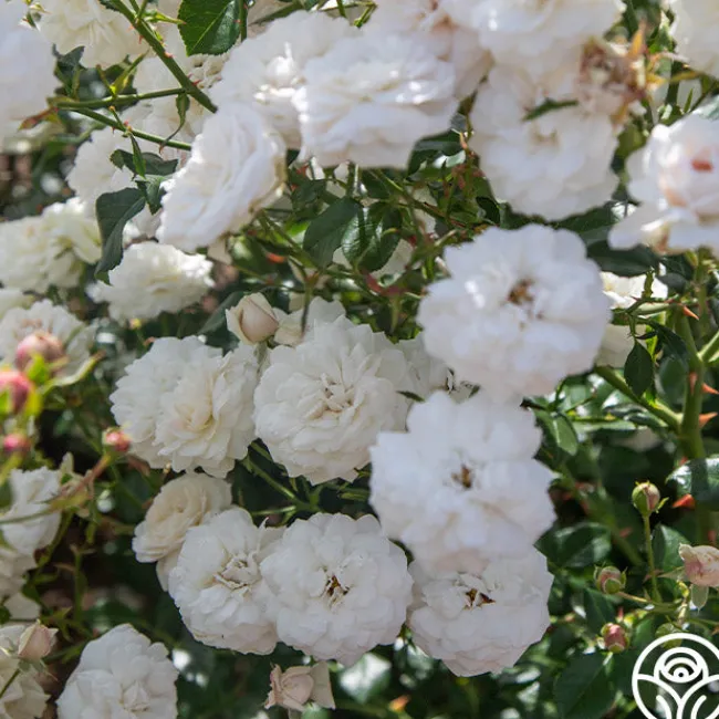 Heinrich Blanc>Heirloom Roses Online
