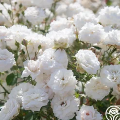 Heinrich Blanc><noscript><img width=