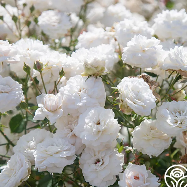Heinrich Blanc>Heirloom Roses Online