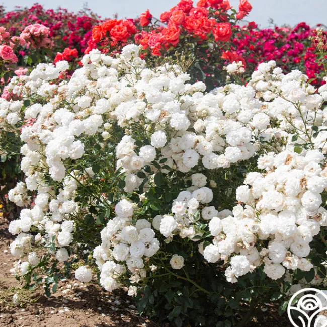Heinrich Blanc>Heirloom Roses Online