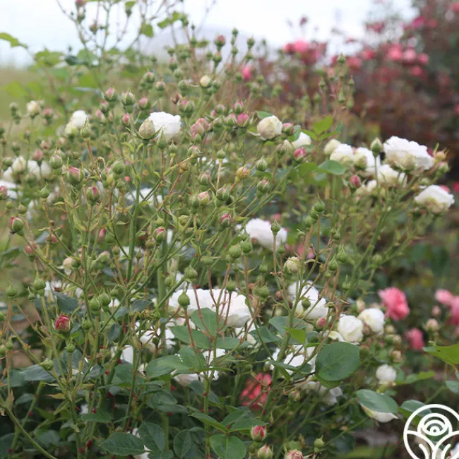 Heinrich Blanc>Heirloom Roses Online