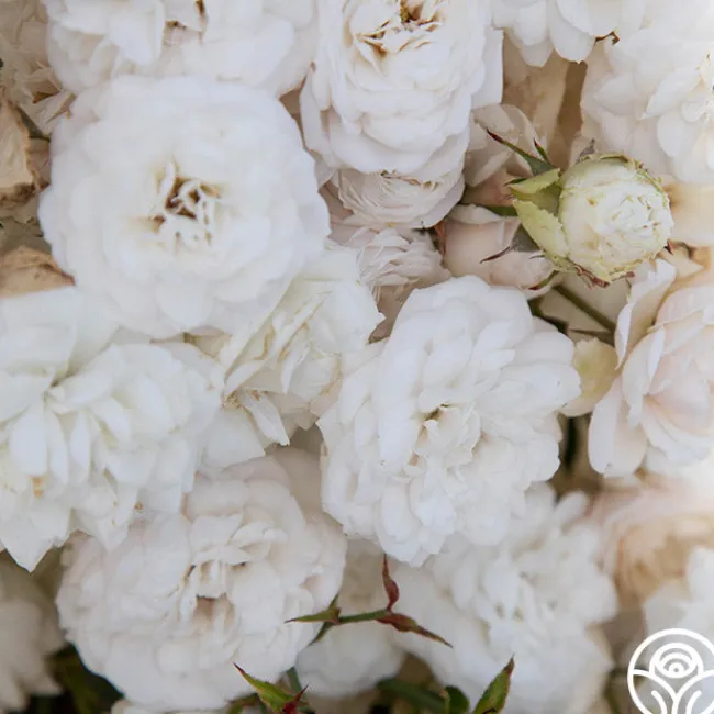 Heinrich Blanc>Heirloom Roses Online