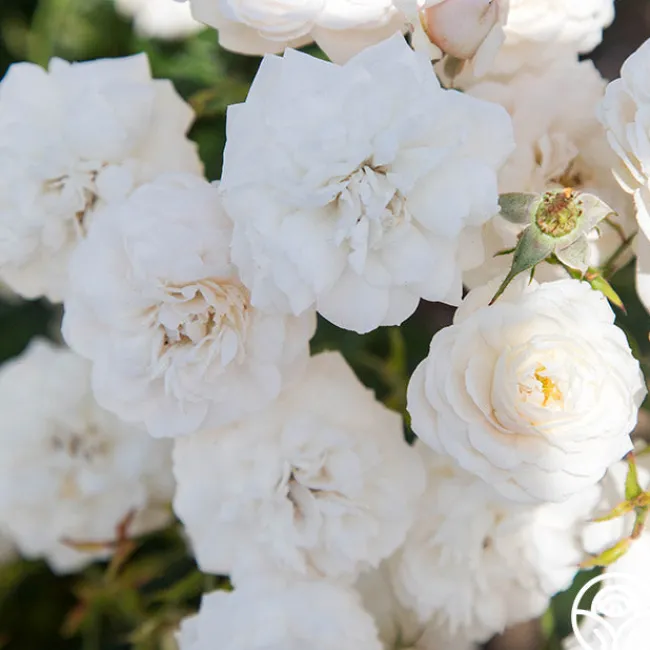 Heinrich Blanc>Heirloom Roses Online