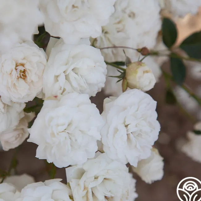 Heinrich Blanc>Heirloom Roses Online