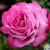 Heirloom>Heirloom Roses Sale