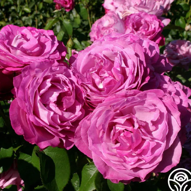 Heirloom>Heirloom Roses Sale