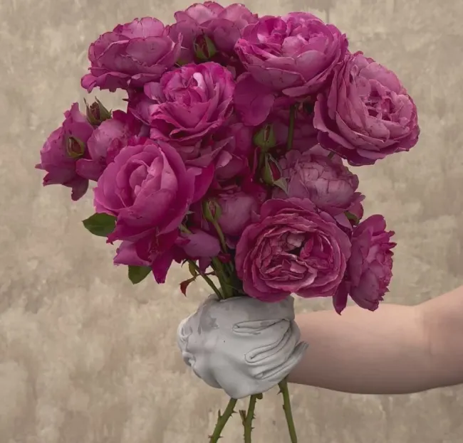Heirloom>Heirloom Roses Sale