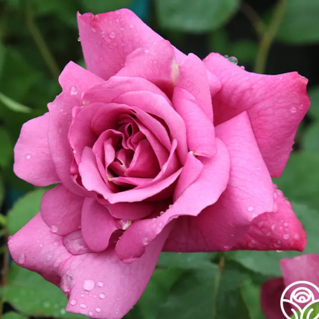 Heirloom>Heirloom Roses Sale