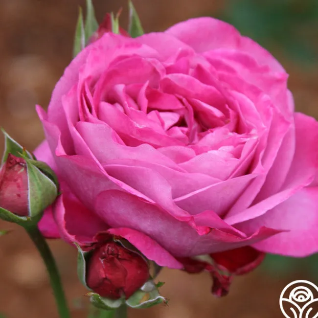 Heirloom>Heirloom Roses Sale