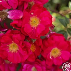 Henry Kelsey>Heirloom Roses Sale