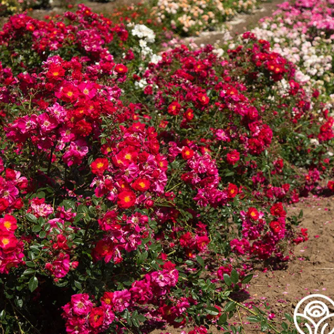 Henry Kelsey>Heirloom Roses Sale