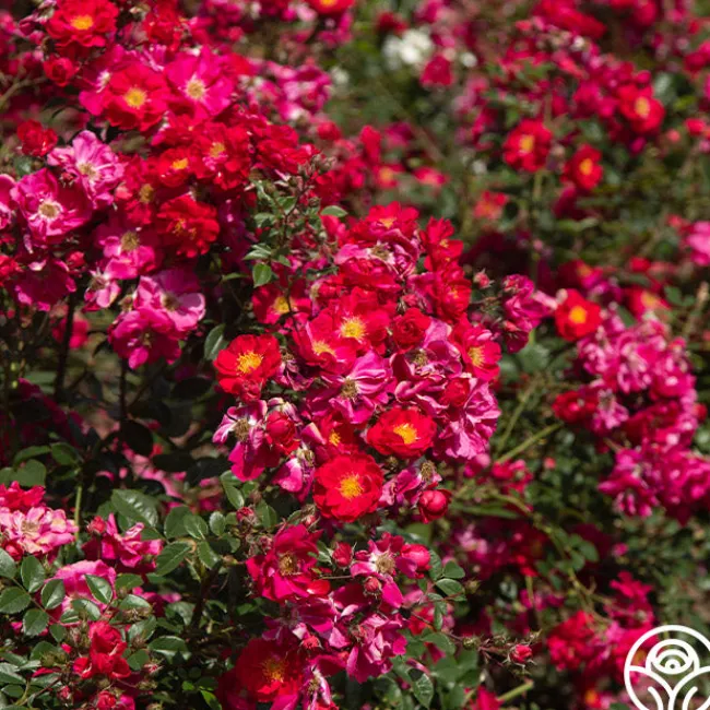 Henry Kelsey>Heirloom Roses Sale