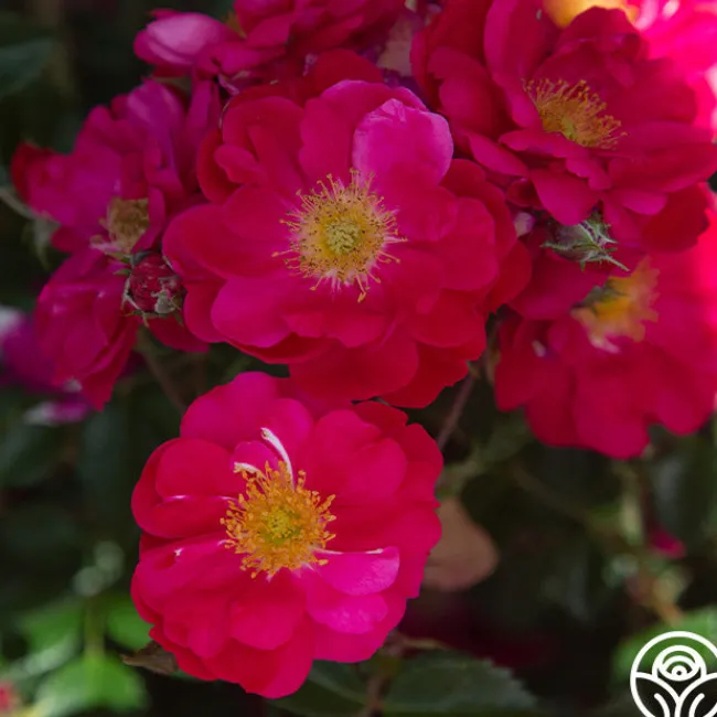 Henry Kelsey>Heirloom Roses Sale