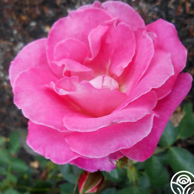 Hermina>Heirloom Roses Sale