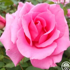 Hi, Neighbor>Heirloom Roses Sale