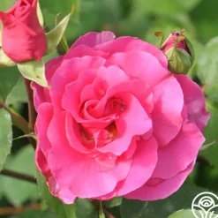 Hi, Neighbor>Heirloom Roses Sale