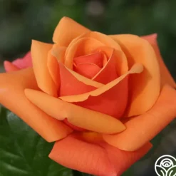High Sheriff™>Heirloom Roses Clearance